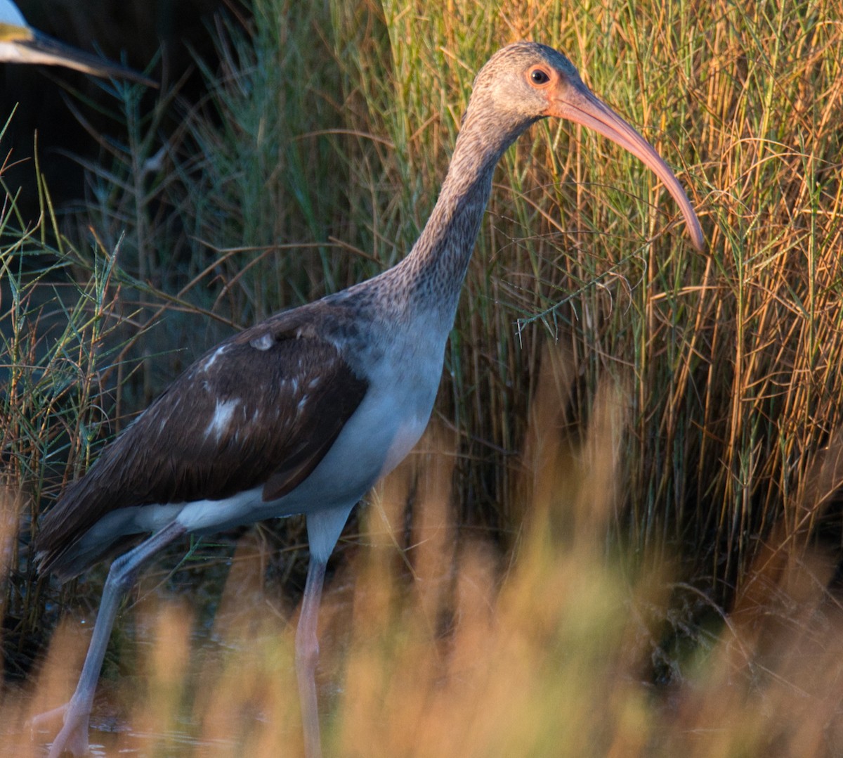 White Ibis - ML646350336