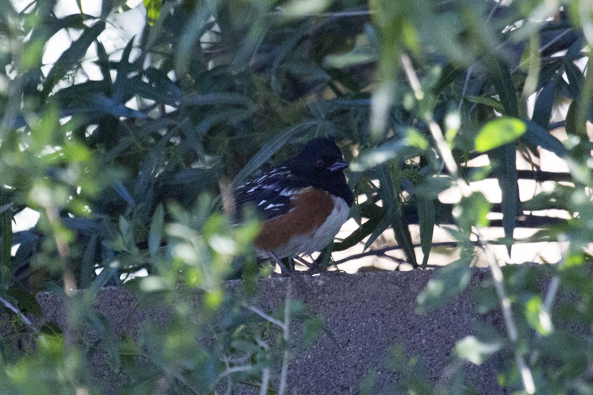Spotted Towhee - ML646350340