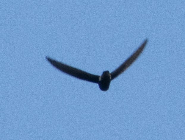 Little Swift - ML646350341