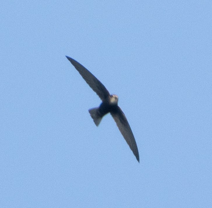 Little Swift - ML646350342