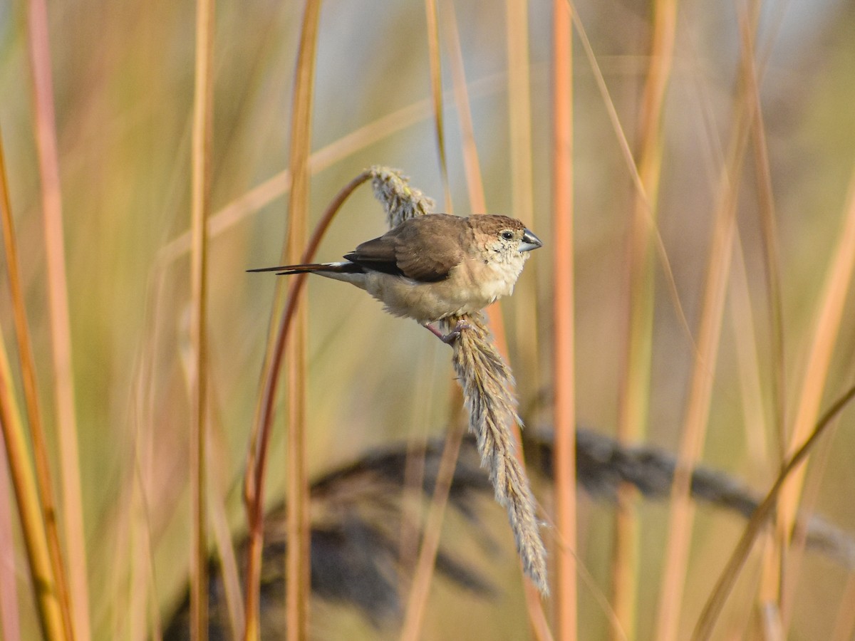 白喉文鳥 - ML646350350