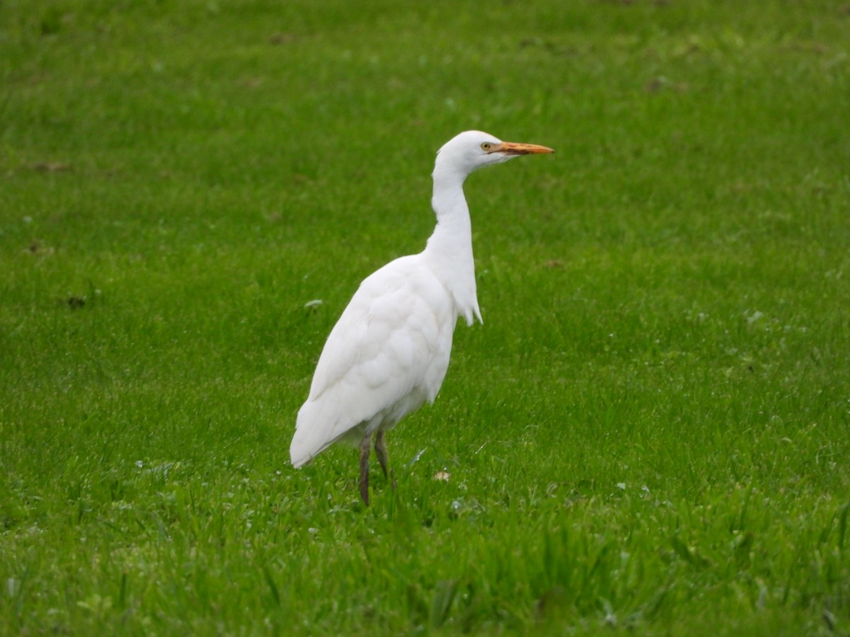 Western Cattle-Egret - ML646350353