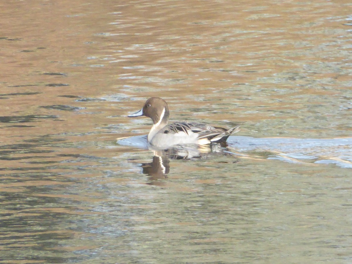 Northern Pintail - ML646350354
