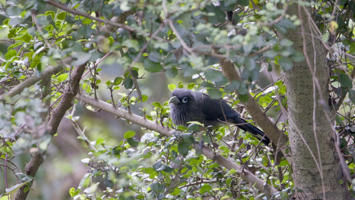 Blue-faced Malkoha - ML646350355