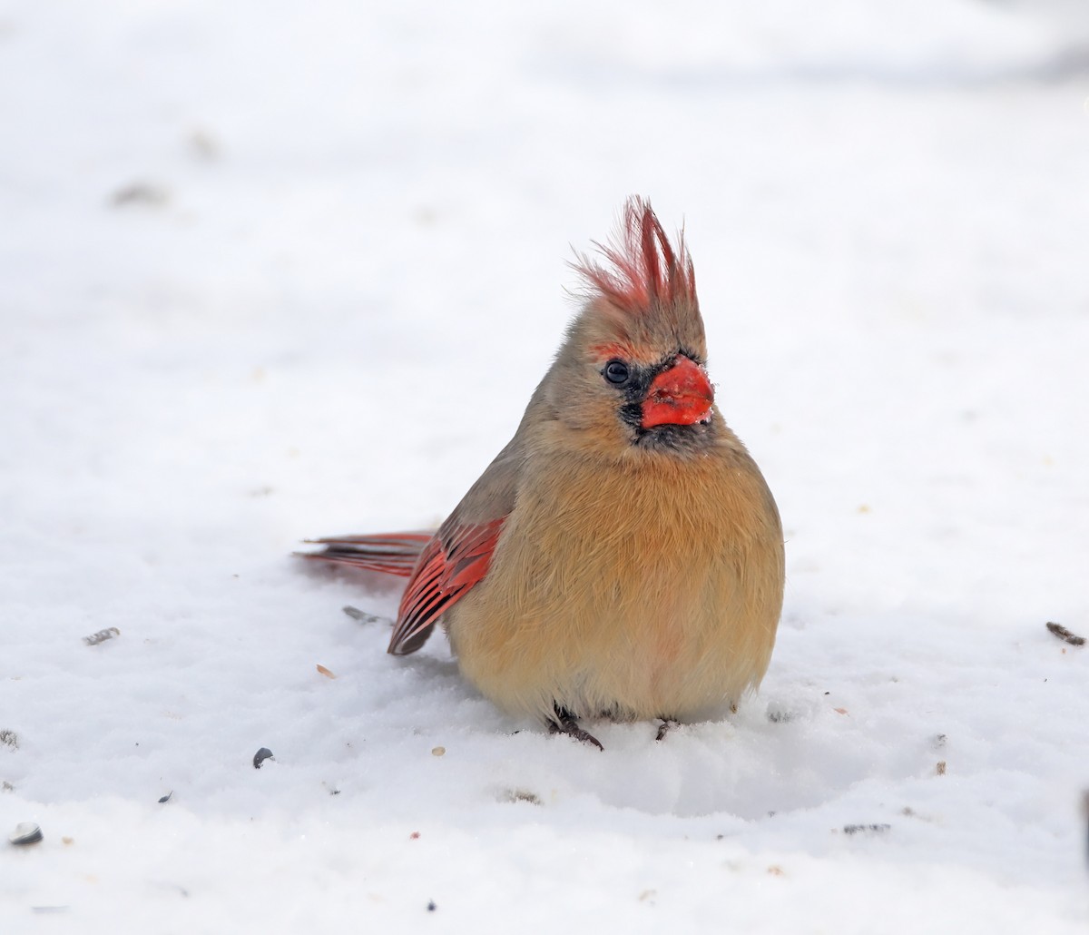 Northern Cardinal - ML646350356