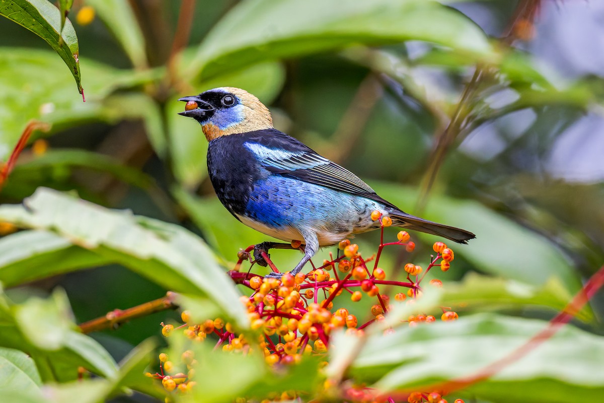 Golden-hooded Tanager - ML646350357