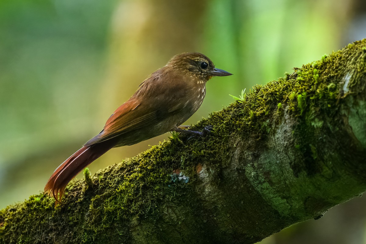 Wedge-billed Woodcreeper - ML646350361
