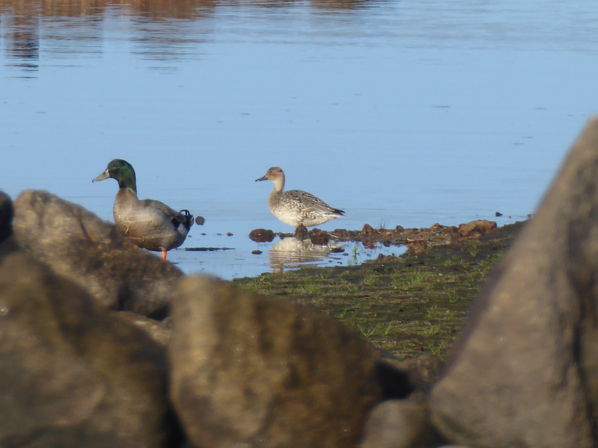 Northern Pintail - ML646350363