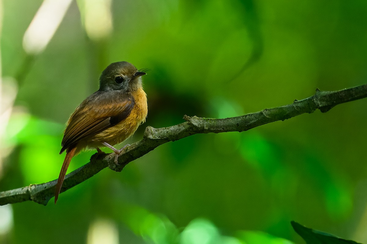 Ruddy-tailed Flycatcher - ML646350367