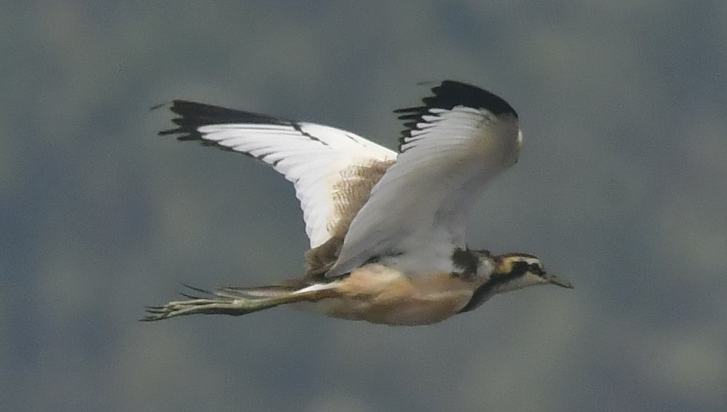 Фазанохвостая якана - ML646350368