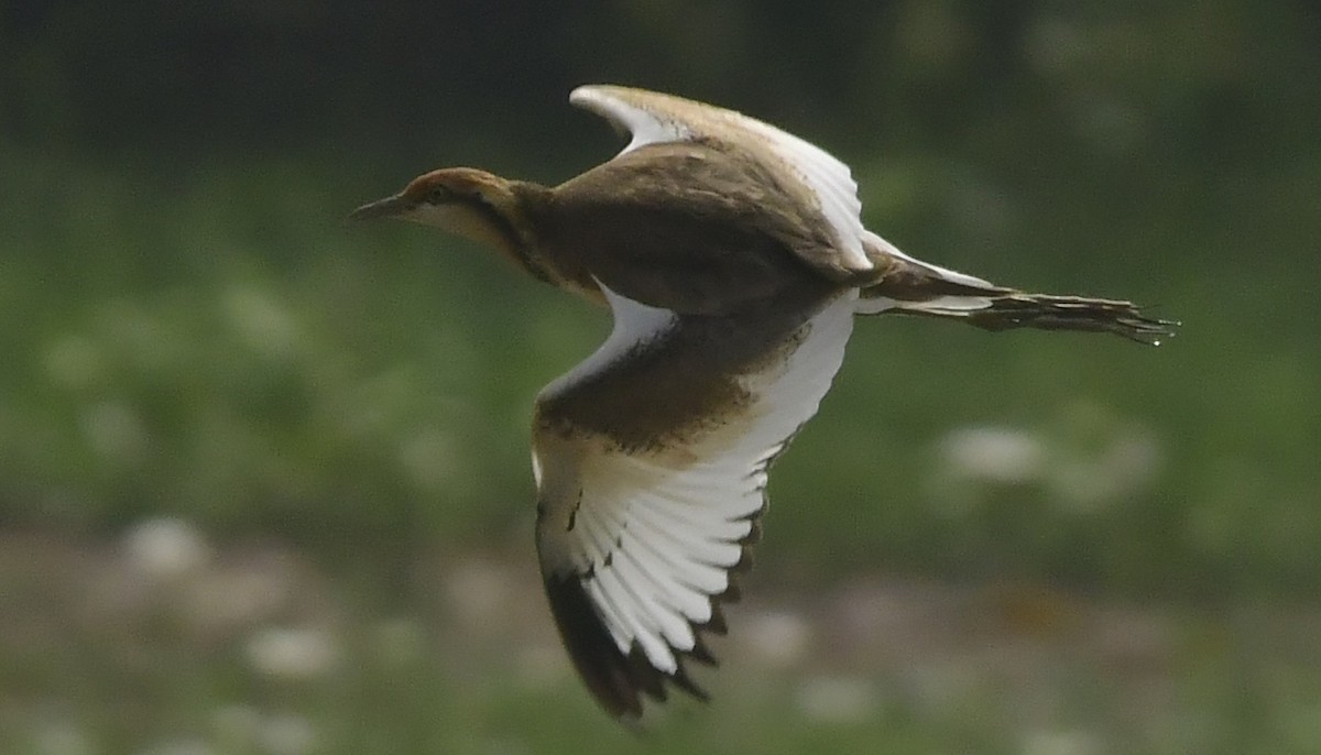 Фазанохвостая якана - ML646350369