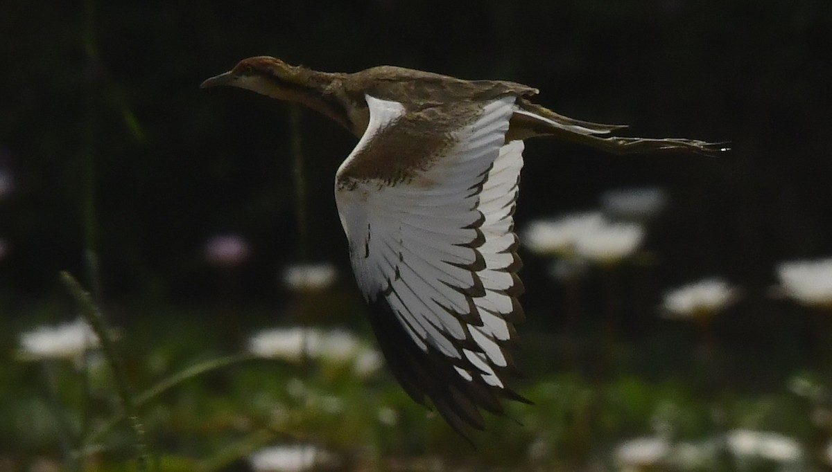 Фазанохвостая якана - ML646350370