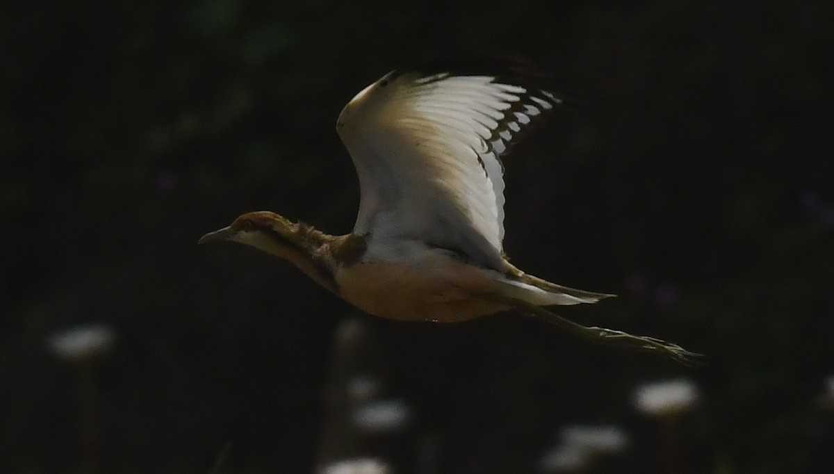 Фазанохвостая якана - ML646350371