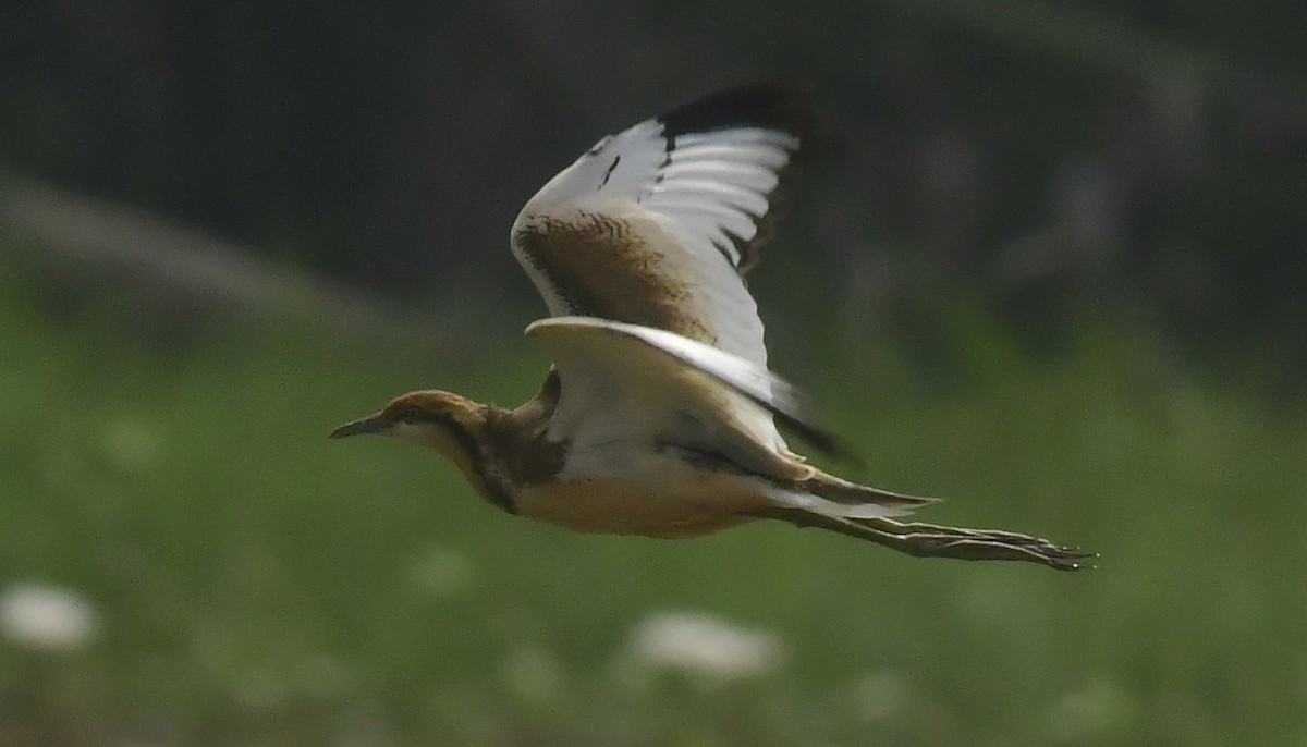 Фазанохвостая якана - ML646350372