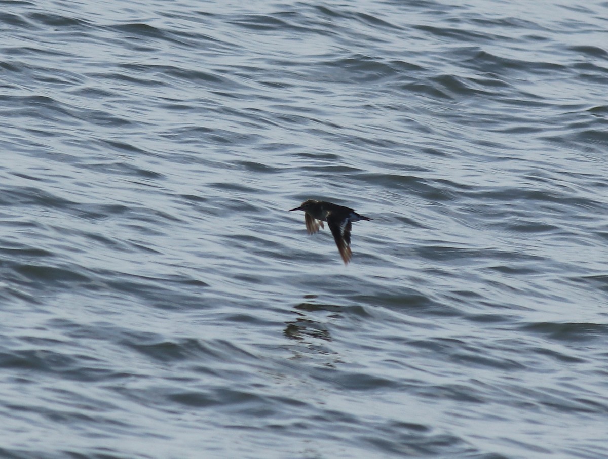 Andarríos Chico - ML646350374