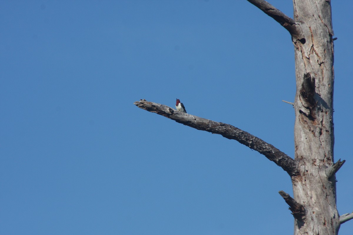 Red-headed Woodpecker - ML646350375