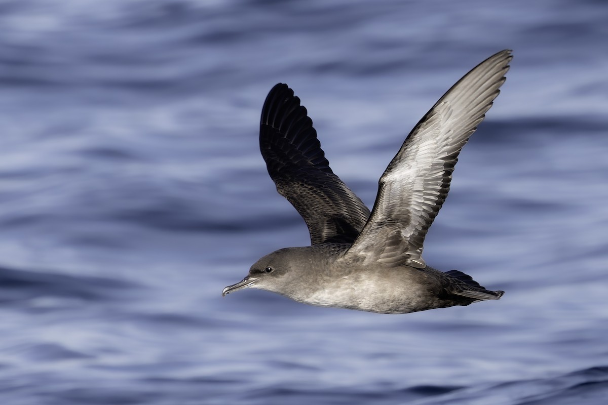 Balearic Shearwater - ML646350378