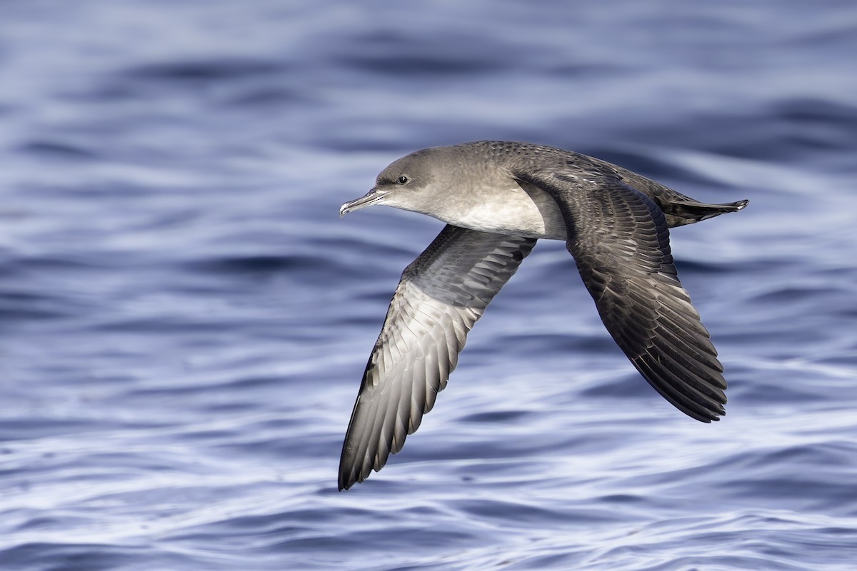 Balearic Shearwater - ML646350379