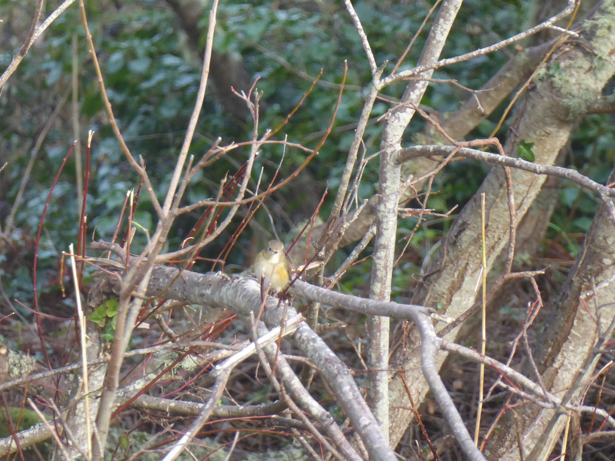 Red-flanked Bluetail - ML646350380