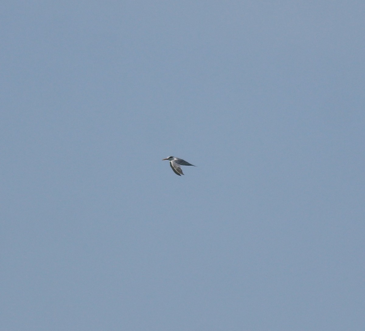 Charrán Bengalí - ML646350381