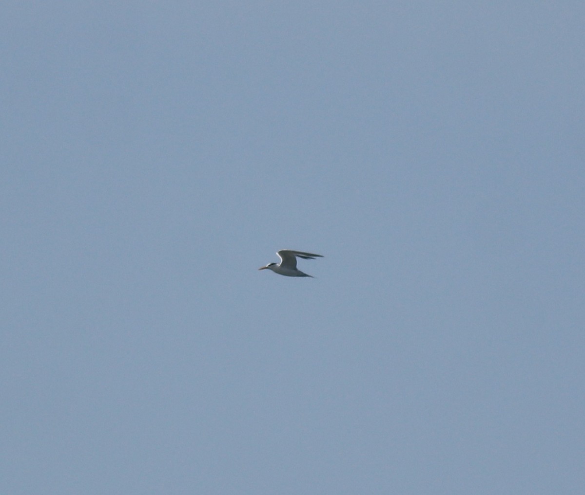 Charrán Bengalí - ML646350382