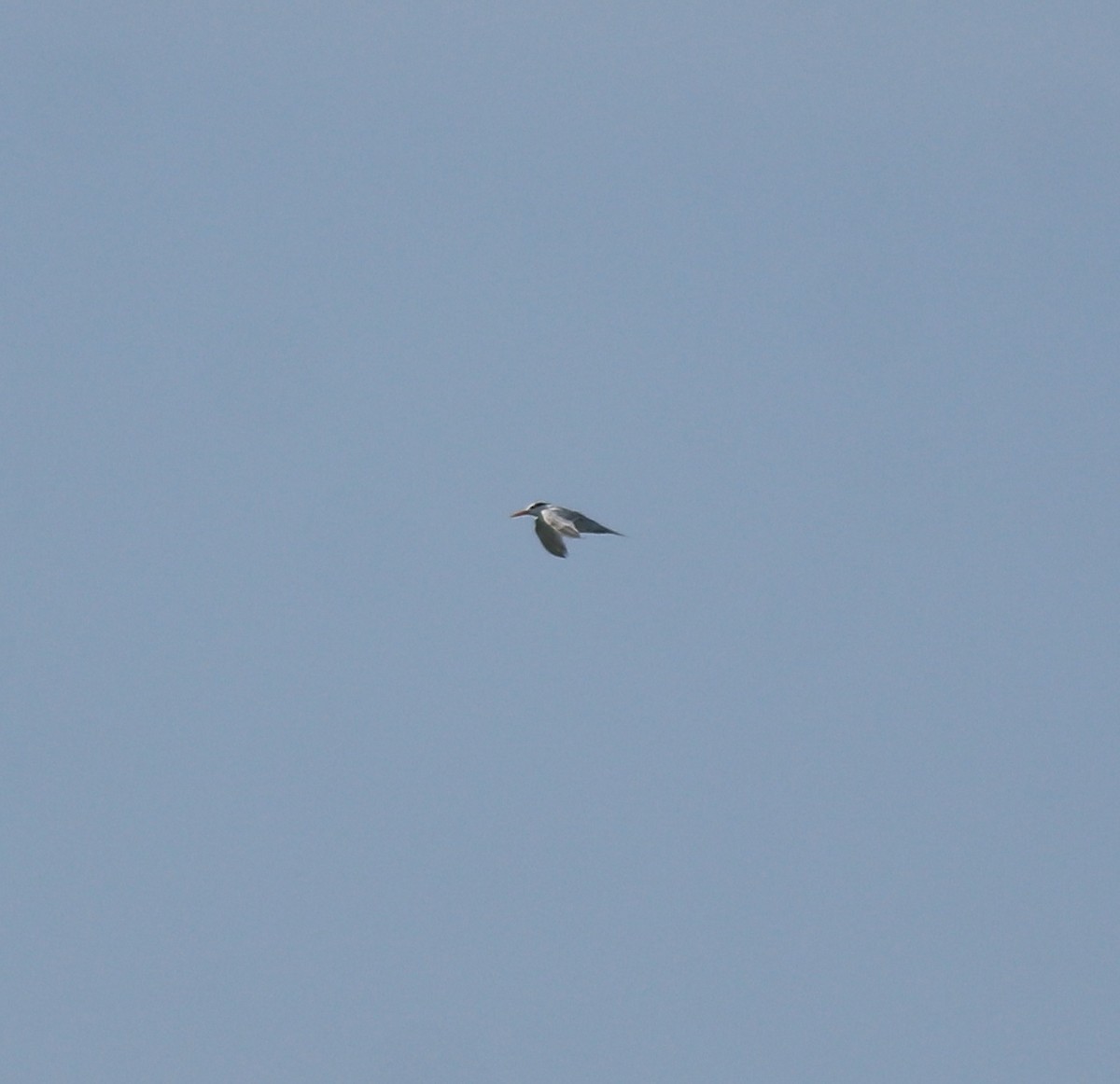 Charrán Bengalí - ML646350383