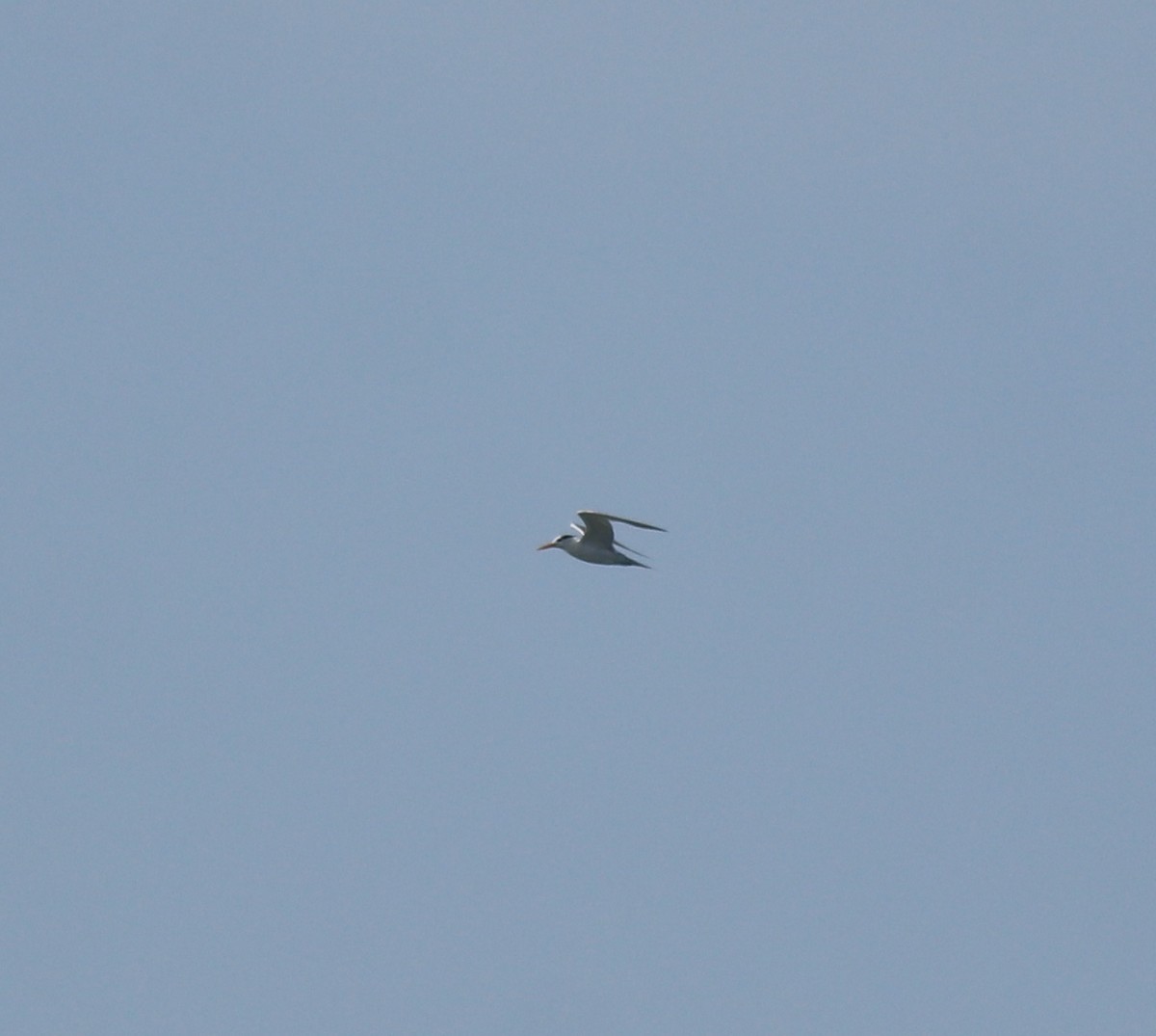 Charrán Bengalí - ML646350384