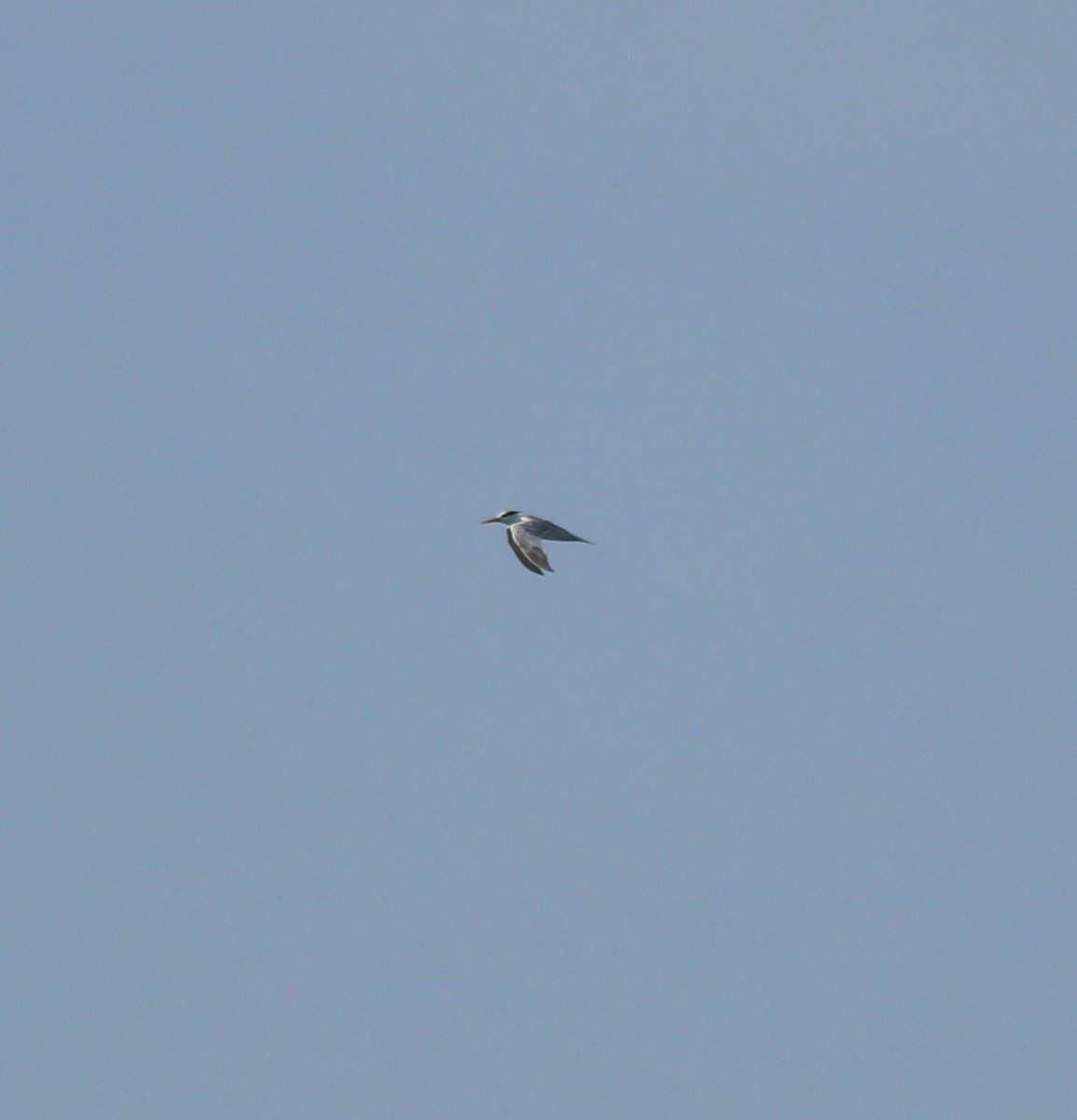 Charrán Bengalí - ML646350385