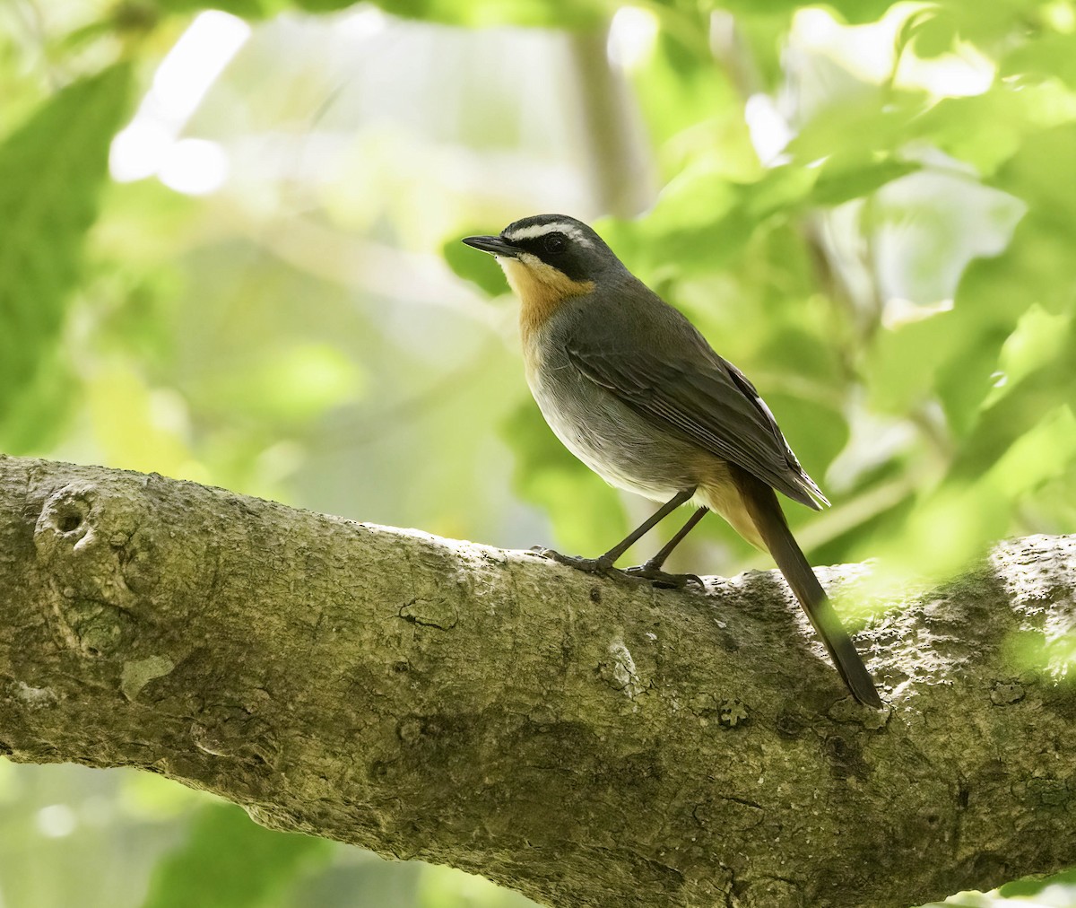 Cape Robin-Chat - ML646350386