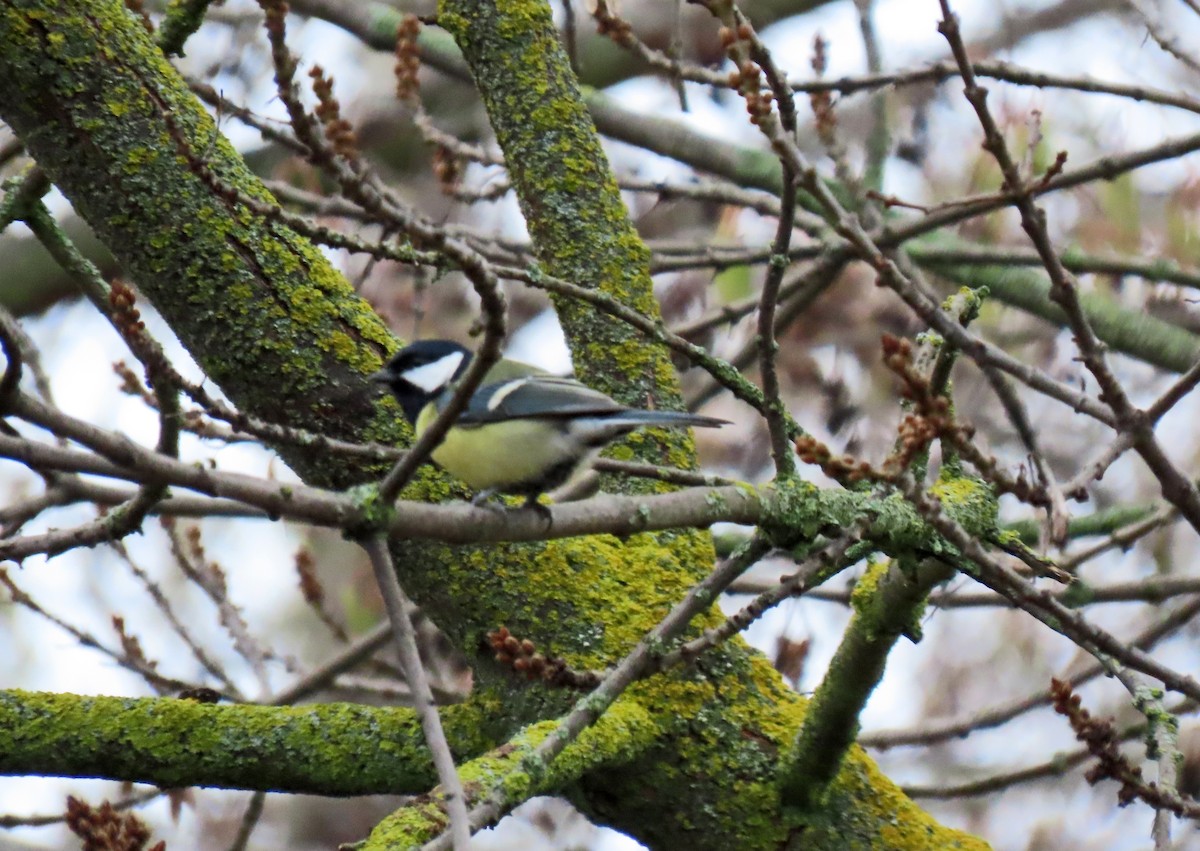 Great Tit - ML646350387