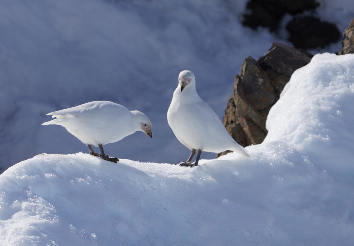 サヤハシチドリ - ML646350390