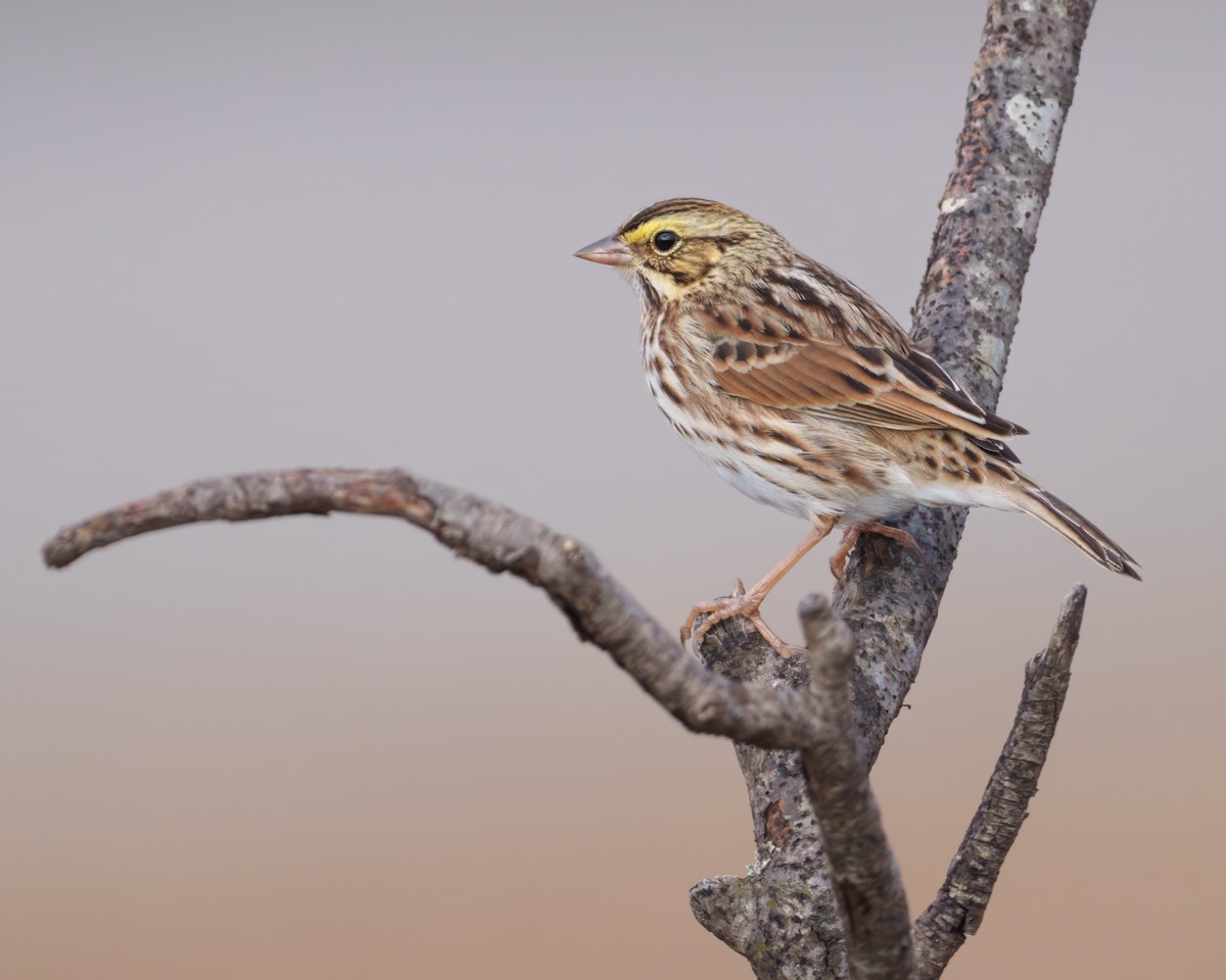 Savannah Sparrow - ML646350391