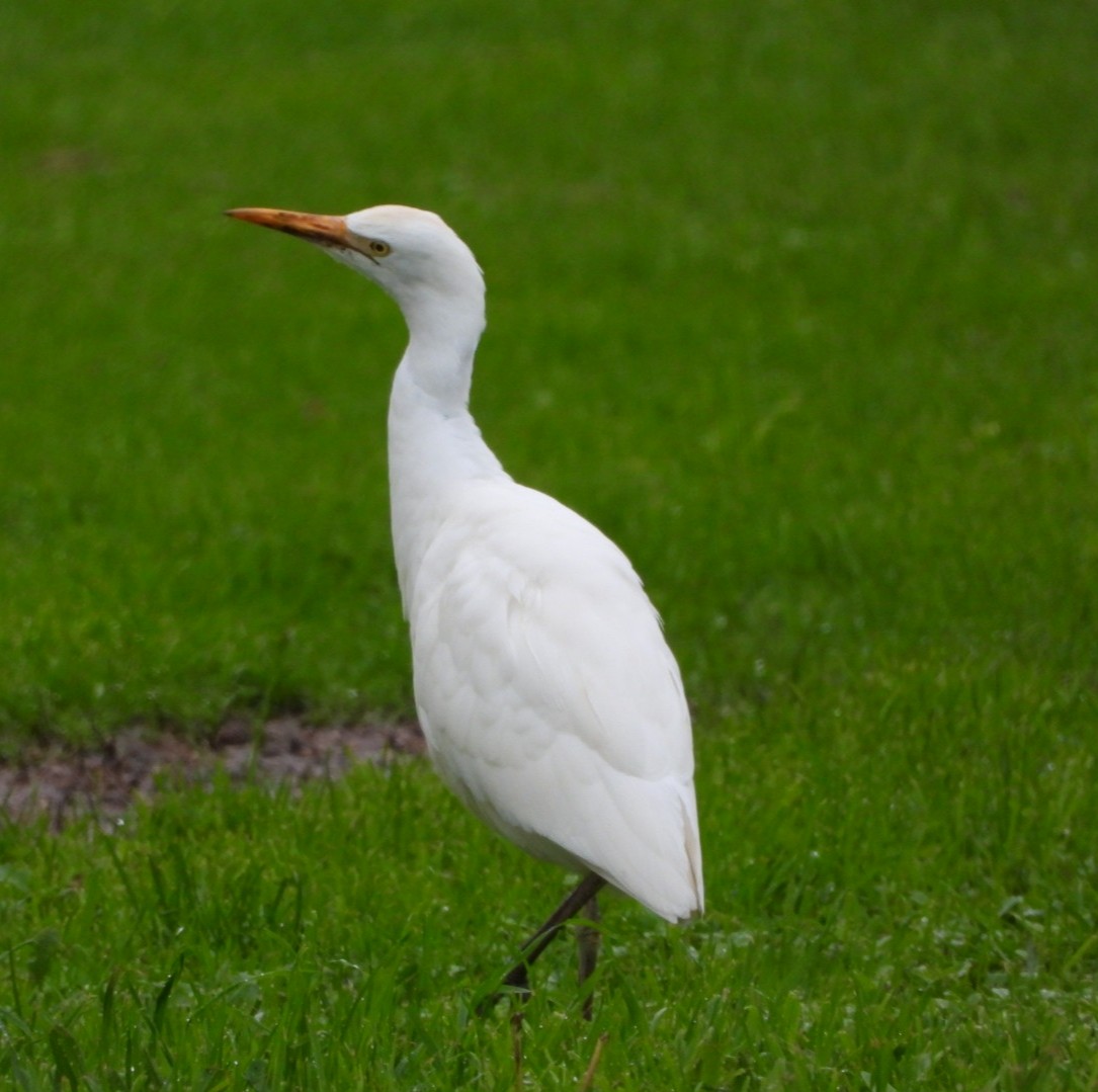 Western Cattle-Egret - ML646350393
