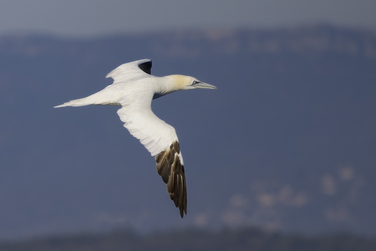 Northern Gannet - ML646350399
