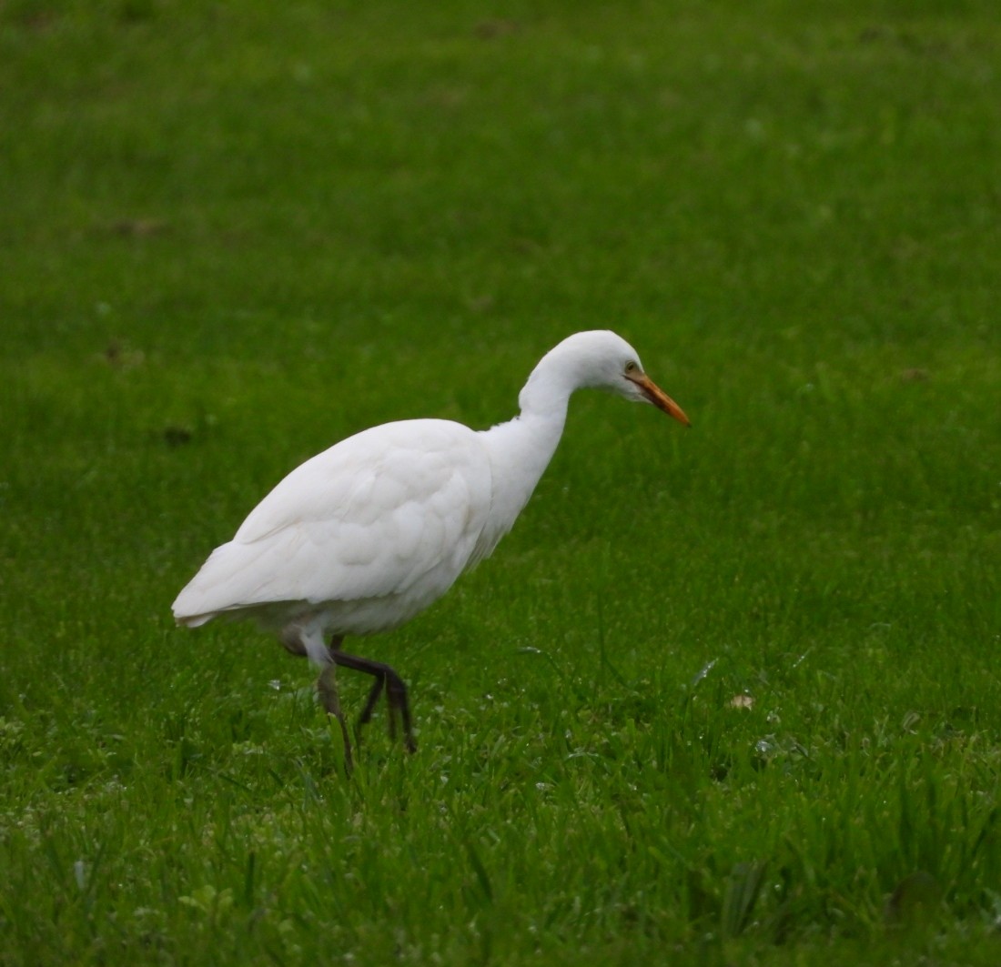 Western Cattle-Egret - ML646350403