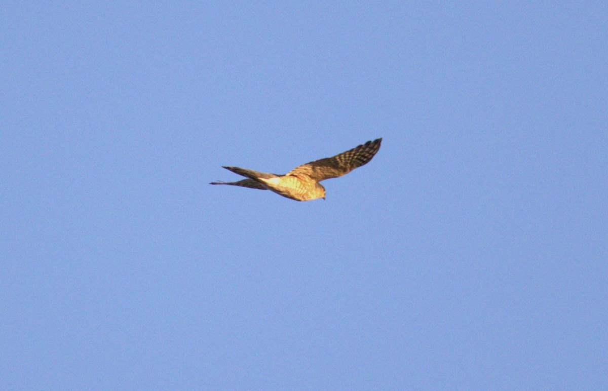 Sharp-shinned Hawk - ML646350406