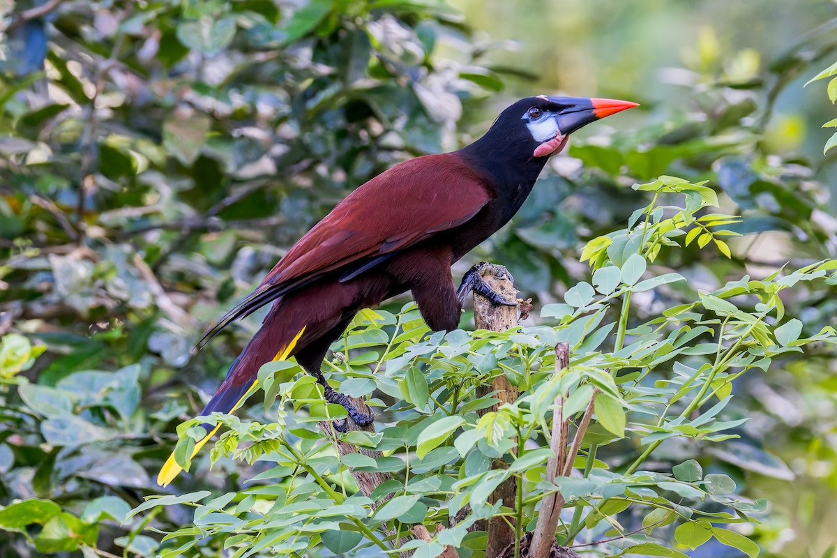 Montezuma Oropendola - ML646350422