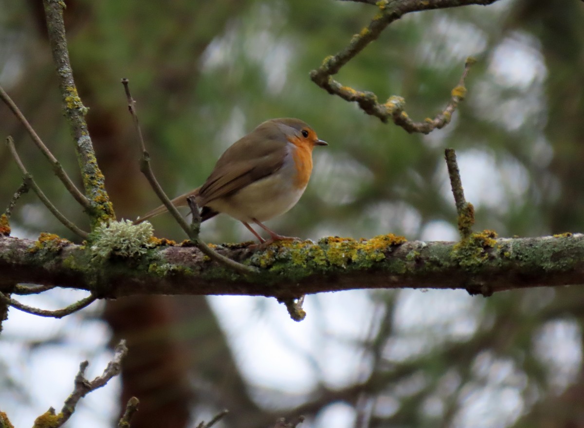 European Robin - ML646350424