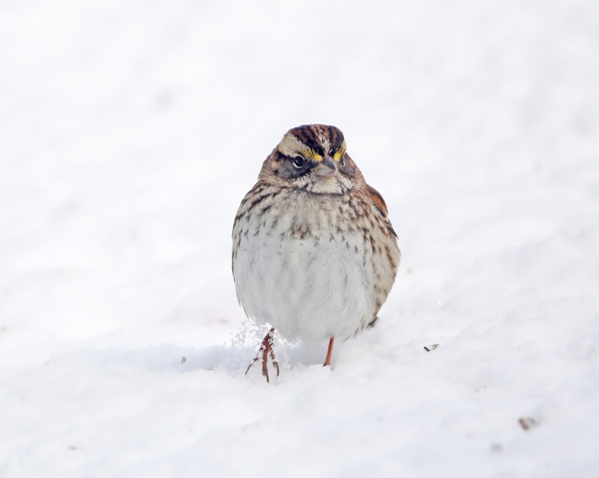 White-throated Sparrow - ML646350425