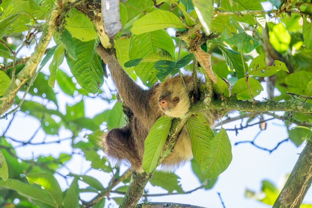 霍夫曼兩趾樹懶 - ML646350430