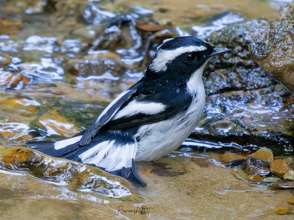 Little Pied Flycatcher - ML646350440