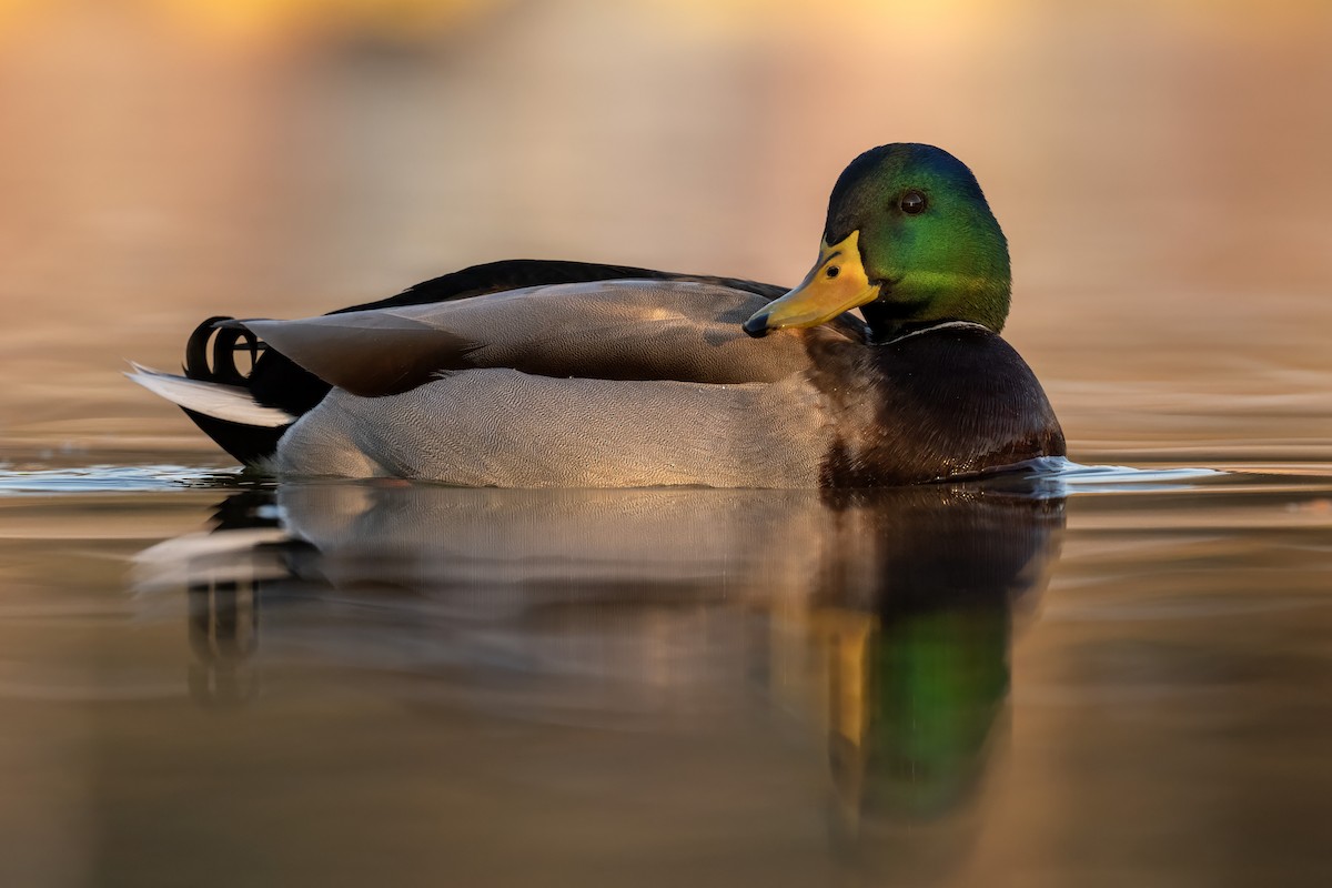 Mallard - ML646350441