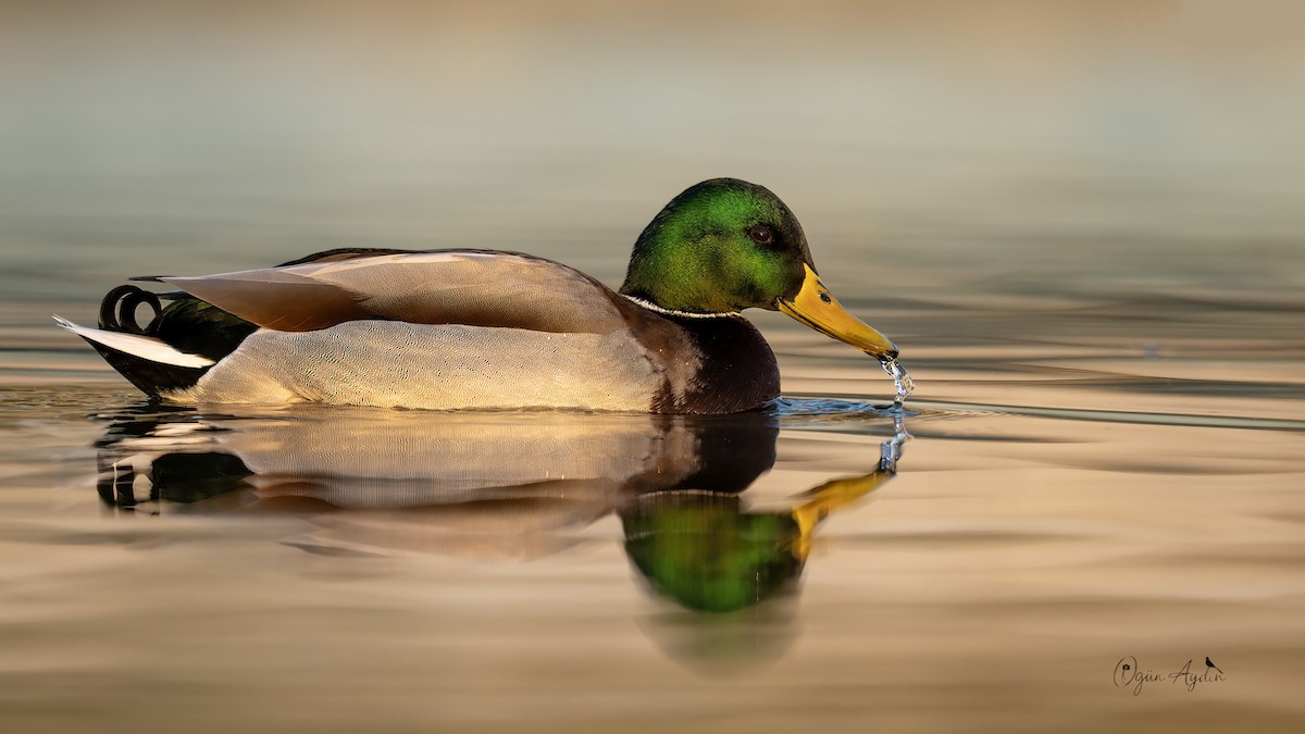 Mallard - ML646350442