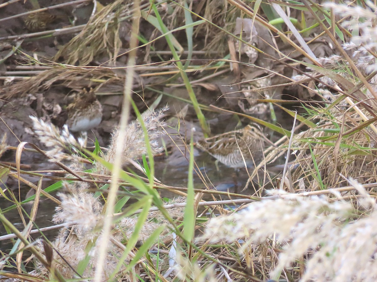 Jack Snipe - ML646350459