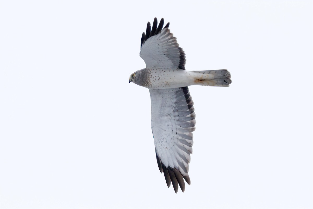 Northern Harrier - ML646350460