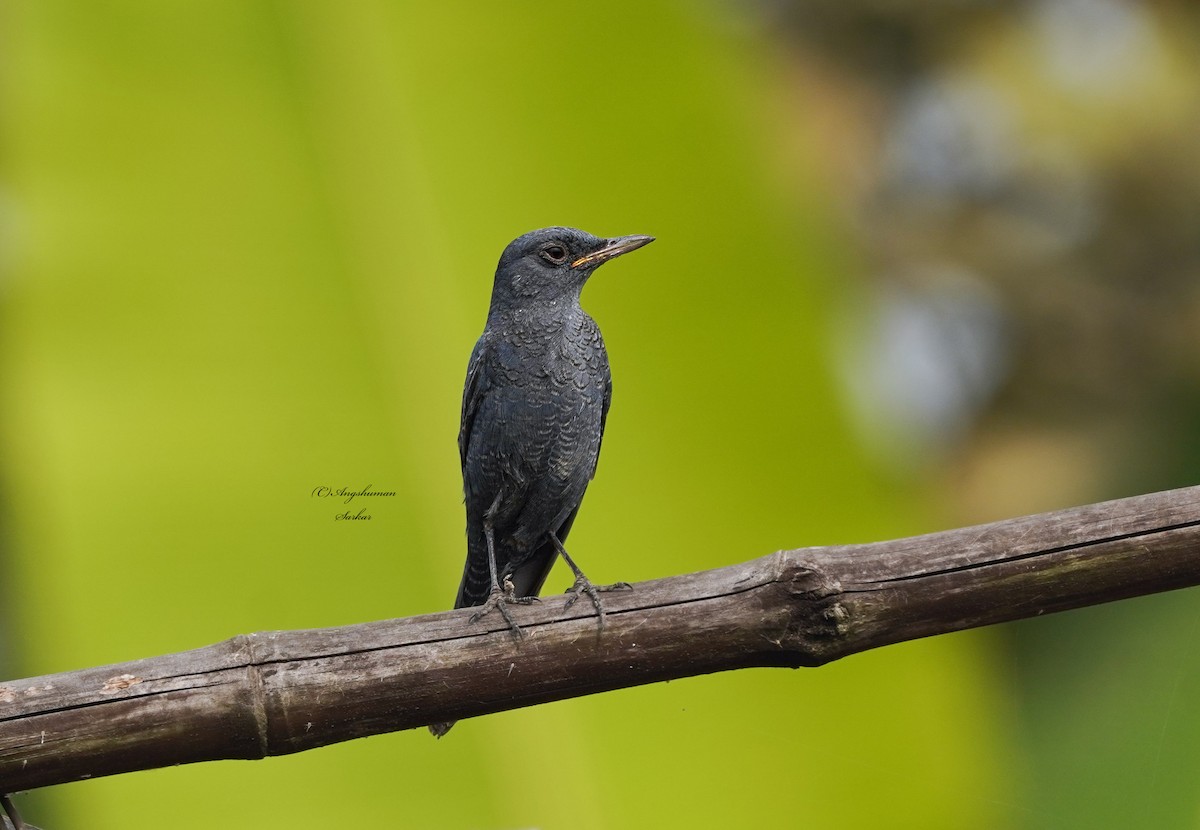 Blue Rock-Thrush - ML646350461