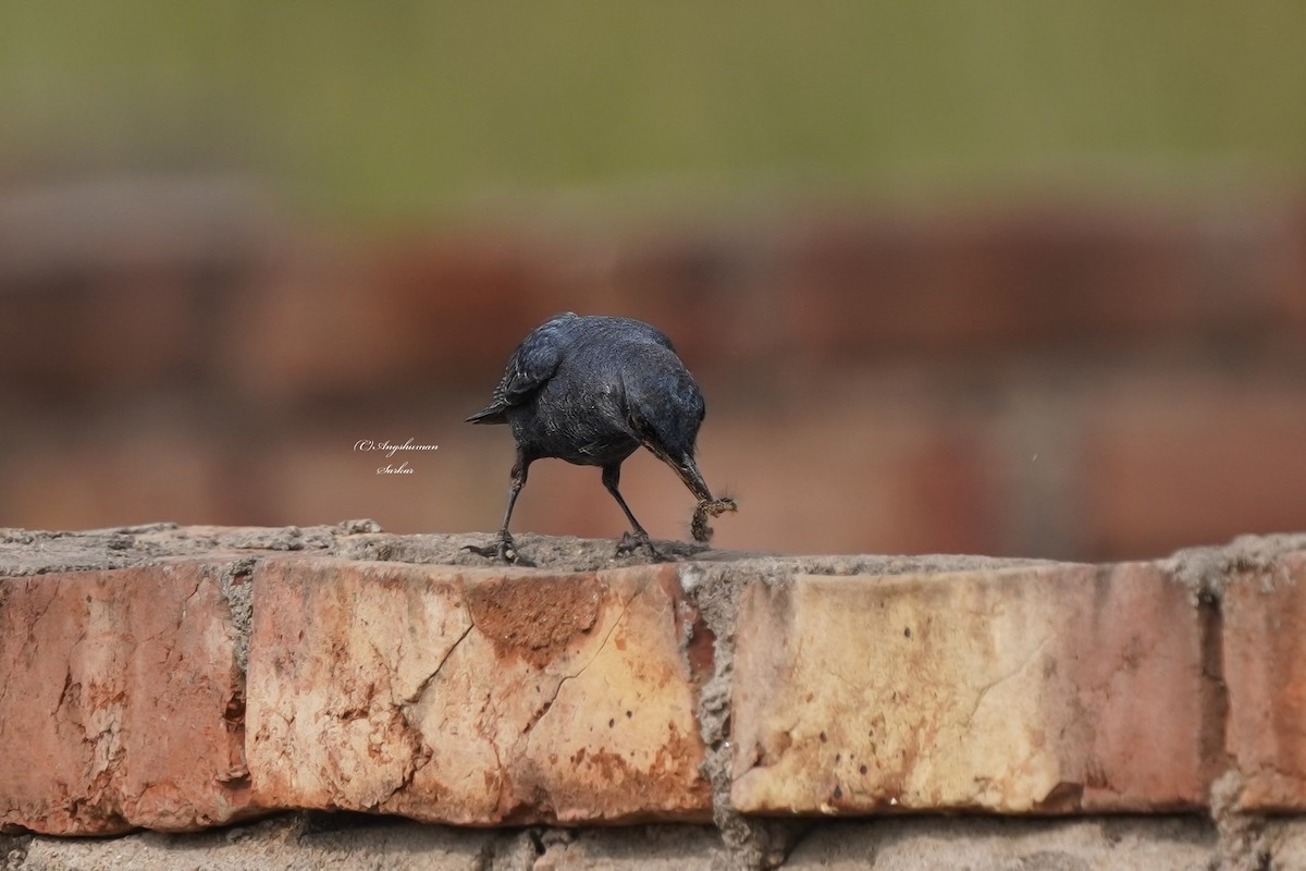 Blue Rock-Thrush - ML646350462