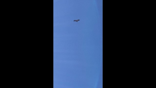 kondor kalifornský - ML646350470