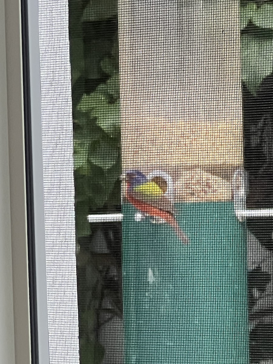 Painted Bunting - ML646350471