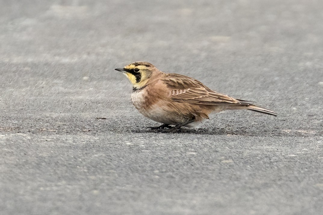 Allodola golagialla - ML646350473